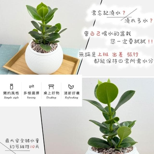 【小品文化】書帶木【現貨】4吋燈籠免澆水盆栽 室內植物 室內盆栽 懶人盆栽 水培植物 水培盆栽 室內盆栽 觀葉植物