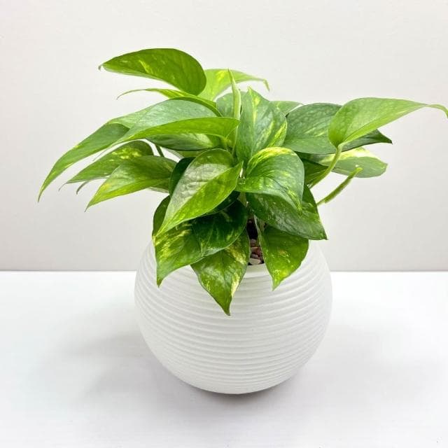 【小品文化】黃金葛【現貨】4吋燈籠免澆水盆栽 室內植物 室內盆栽 懶人盆栽 水培植物 水培盆栽 室內盆栽 觀葉植物