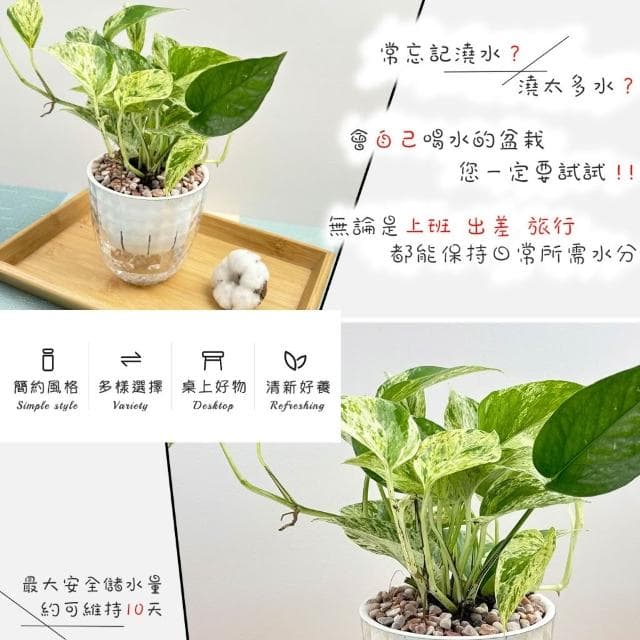 【小品文化】雪花葛【現貨】4吋鑽石免澆水盆栽 室內植物 室內盆栽 懶人盆栽 水培植物 水培盆栽 室內盆栽 觀葉植物