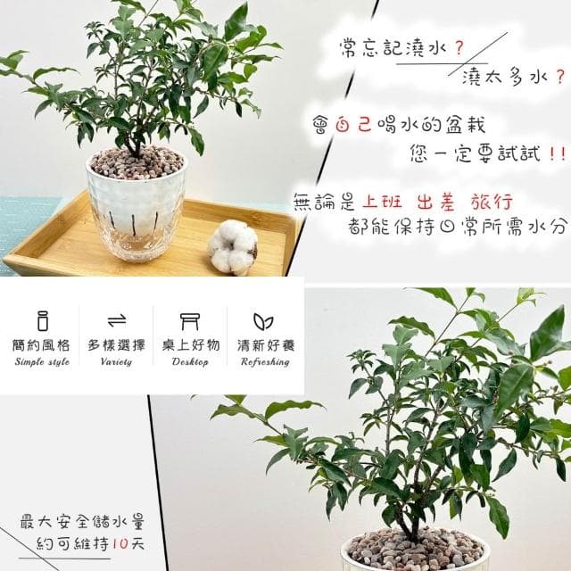 【小品文化】李氏櫻桃【現貨】4吋鑽石免澆水盆栽 室內植物 室內盆栽 懶人盆栽 水培植物 水培盆栽 室內盆栽 觀葉植物