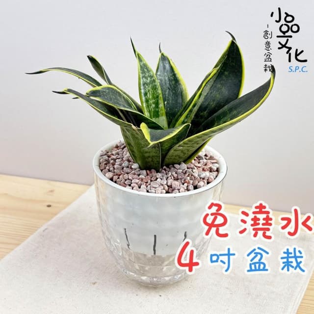 【小品文化】虎紋金邊虎尾蘭【現貨】4吋鑽石免澆水盆栽 室內植物 室內盆栽 懶人盆栽 水培植物 水培盆栽 室內盆栽 觀葉植
