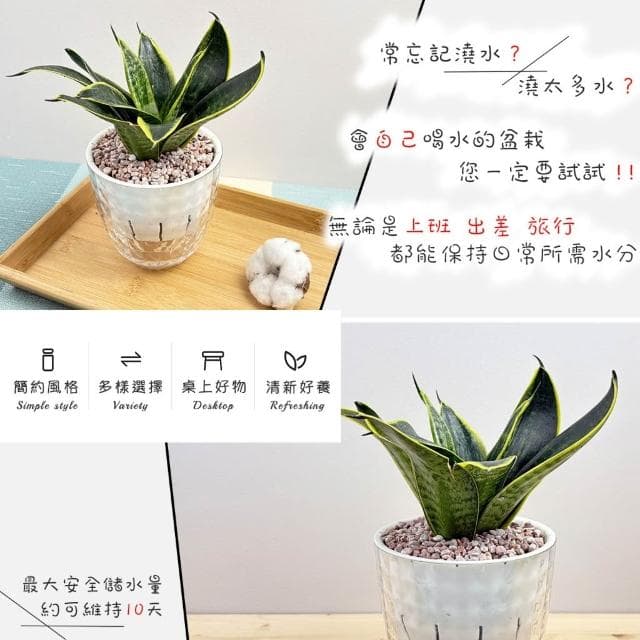 【小品文化】虎紋金邊虎尾蘭【現貨】4吋鑽石免澆水盆栽 室內植物 室內盆栽 懶人盆栽 水培植物 水培盆栽 室內盆栽 觀葉植