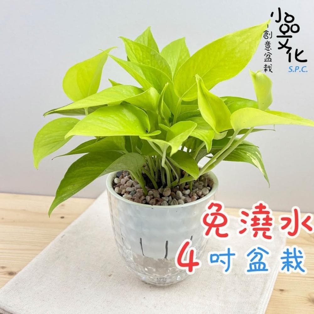 【小品文化】綠蘿【現貨】4吋鑽石免澆水盆栽 室內植物 室內盆栽 懶人盆栽 水培植物 水培盆栽 室內盆栽 觀葉植物