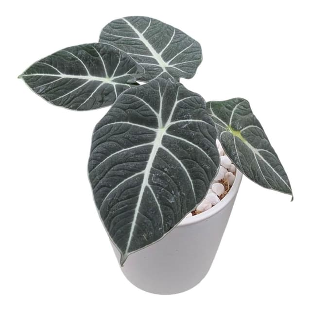 開心農元 觀葉植物 黑絲絨觀音蓮 白色盆栽