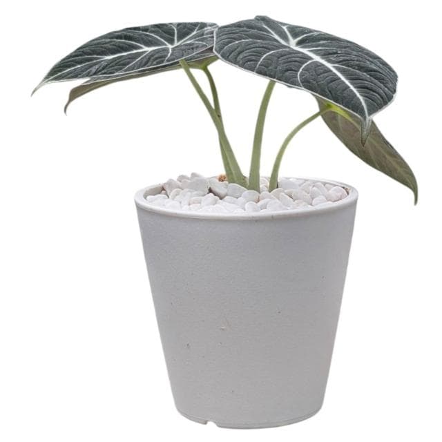 開心農元 觀葉植物 黑絲絨觀音蓮 白色盆栽