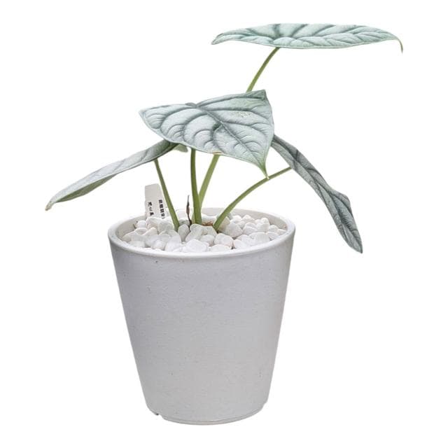 開心農元 觀葉植物 銀龍觀音蓮 白色盆栽