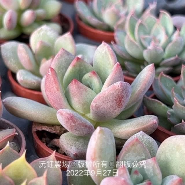 沅鈺農場   多肉植物   一吋盆/❤️粉紅香檳❤️