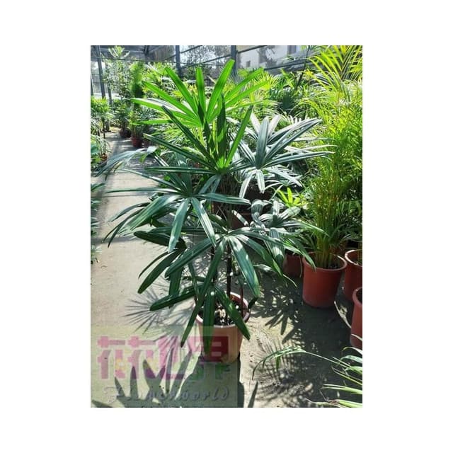 花森好市-室內盆栽**觀音棕竹**-棕櫚竹-筋頭竹//MA*無法超取*