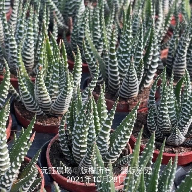 沅鈺農場   多肉植物   百合科   一吋盆/白十二之卷