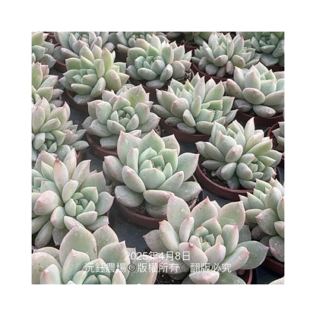 沅鈺農場   多肉植物   一吋盆/白蓮香檳