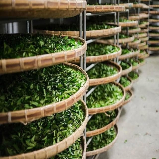 【茗御采茶】茗御采茶-夏日冷泡限時買一送一冷泡金琉璃烏龍三角立體茶包10入清香回甘款(活動共20入)10入*2