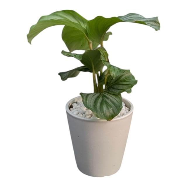 開心農元 觀葉植物 青蘋果竹芋 白色盆栽