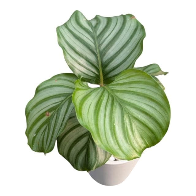 開心農元 觀葉植物 青蘋果竹芋 白色盆栽