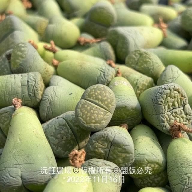 沅鈺農場   多肉植物   一吋盆/石頭玉