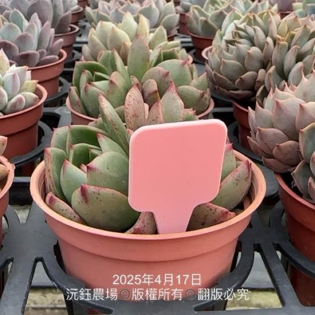 沅鈺農場   資材   小惡魔標籤 箭頭造型標籤 箭頭花牌 PP材質標籤 花牌 植物標籤 名牌 標示 園藝 花盆 盆栽