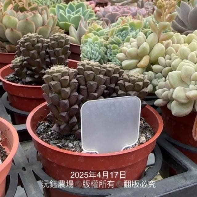 沅鈺農場   資材   小惡魔標籤 箭頭造型標籤 箭頭花牌 PP材質標籤 花牌 植物標籤 名牌 標示 園藝 花盆 盆栽