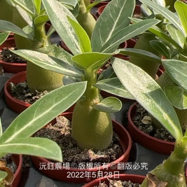 沅鈺農場   多肉植物   一吋盆/沙漠玫瑰