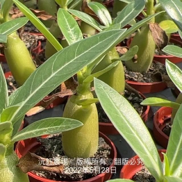 沅鈺農場   多肉植物   一吋盆/沙漠玫瑰