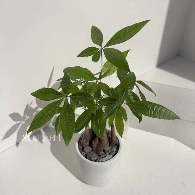 Mushi [馬拉巴栗] 發財樹/招財樹/父親節禮物 /風水植物/開幕送禮/開運植物/財位玄關/沐時園藝