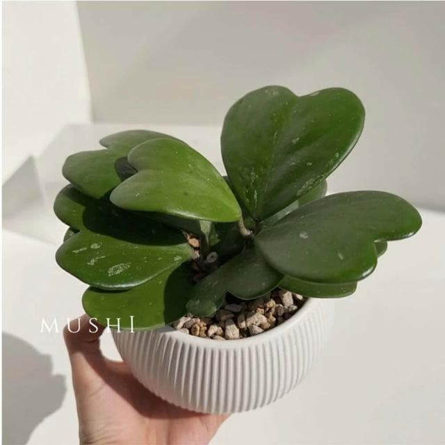 Mushi［心葉毬蘭］Hoya kerrii/室內植物/好照顧/寵物友善/療癒係桌上植栽/沐時嚴選