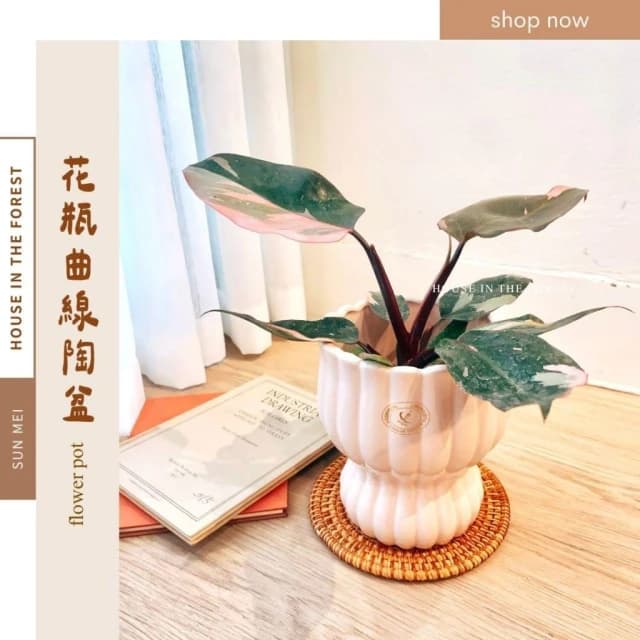 陶盆 花瓶曲線陶盆 花盆 花器 陶藝品 植栽布置 觀葉植物