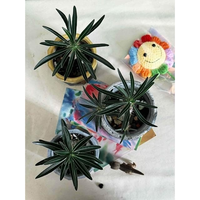 塊根植物 - - 象牙宮