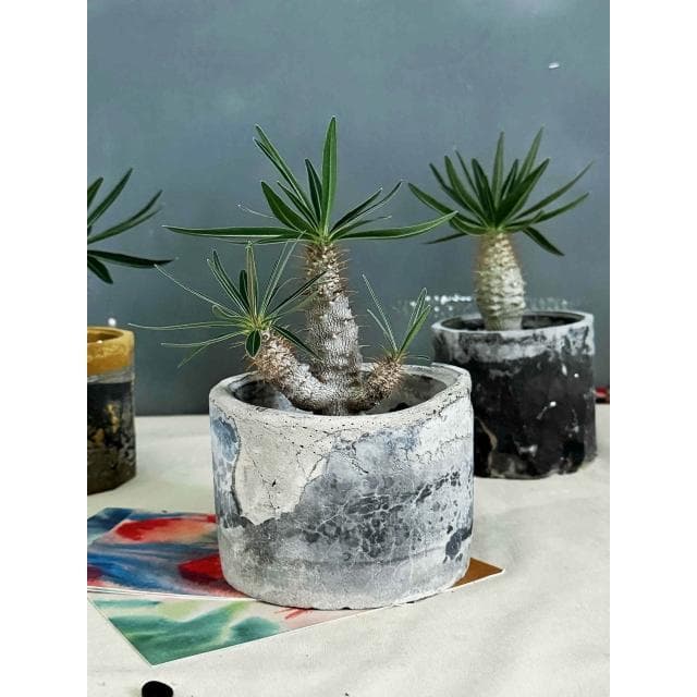 塊根植物 - - 象牙宮
