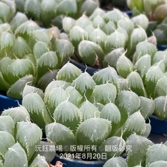 沅鈺農場   多肉植物   百合科   一吋盆/紫肌玉露