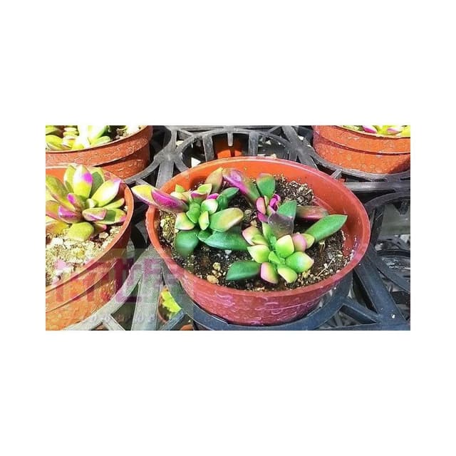 花森好市-多肉植物*櫻吹雪*3吋盆/高5cm/ 葉色絢爛好浪漫療癒/MA