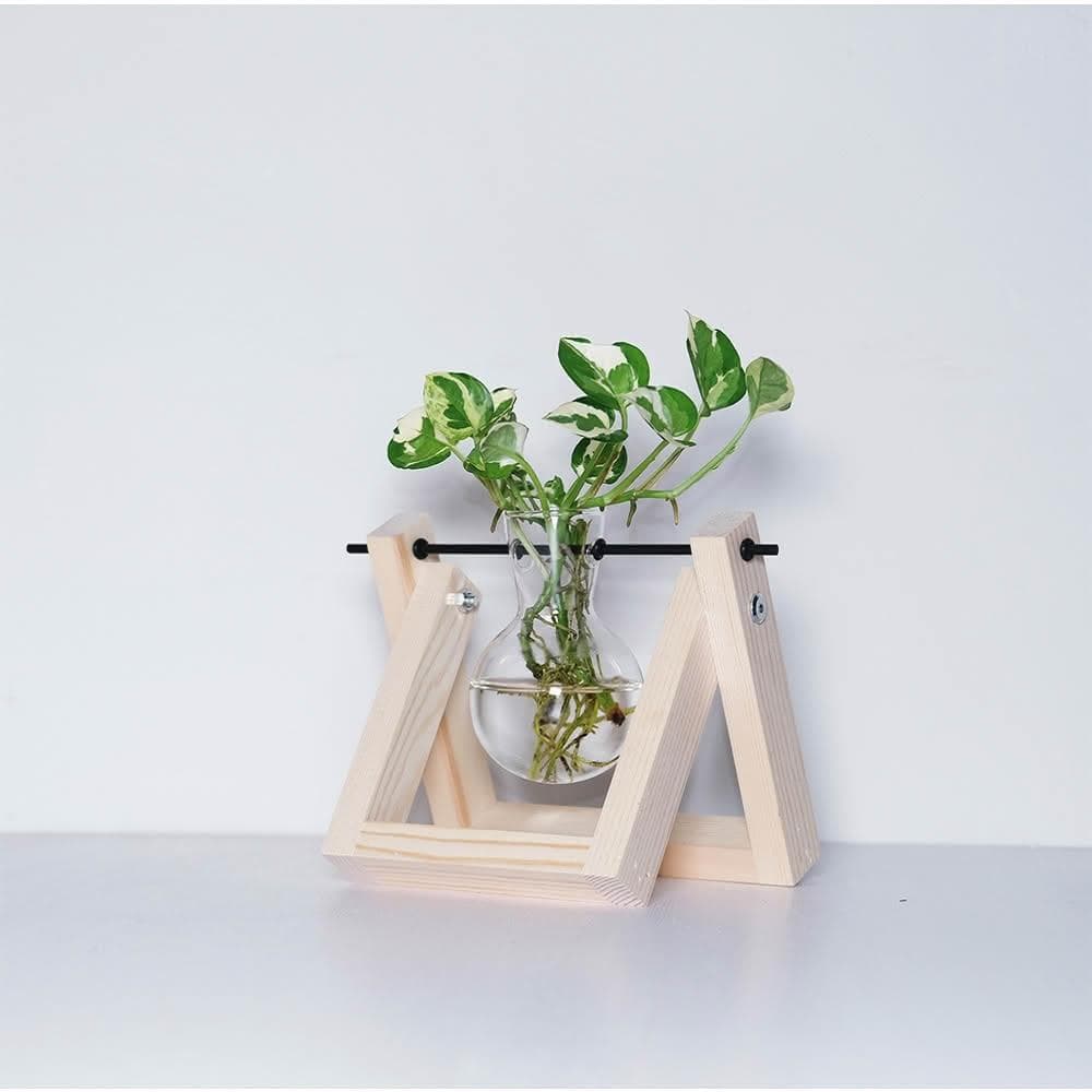 白金葛·綠蘿(無土種植·水培盆栽·淨化空氣·辦公室桌面盆栽·室內植物)