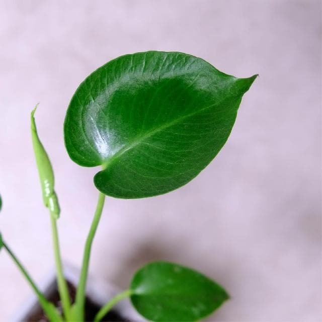 原植龜背芋(水泥盆植栽·淨化空氣·辦公室桌面盆栽·室內植物)