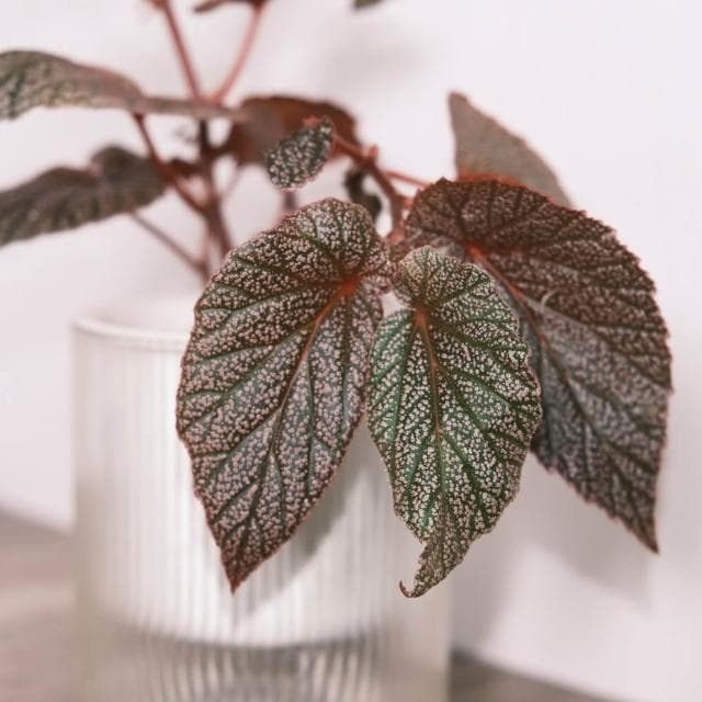 原植艾咪海棠·秋海棠(辦公室盆栽·室內植物·植物送禮·造型盆栽)