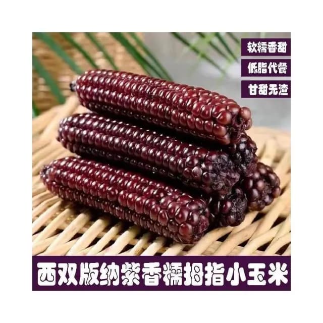 紫糯拇指玉米西雙版納香糯小玉米棒糯玉米拇指玉米棒黏玉米棒