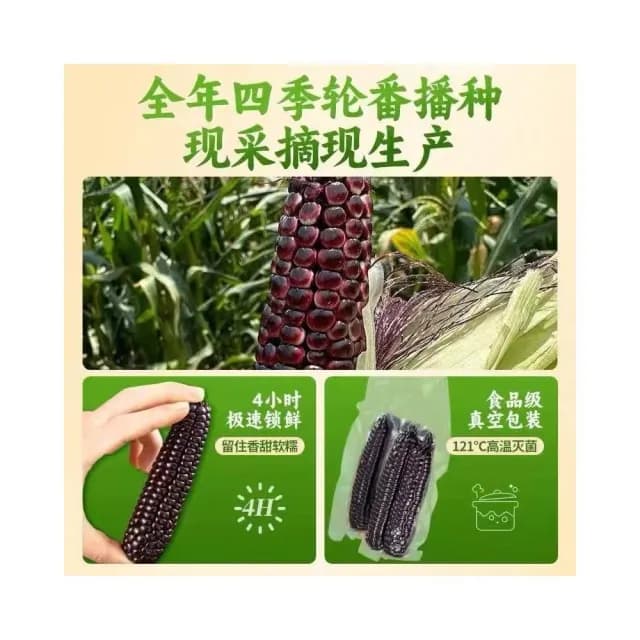 紫糯拇指玉米西雙版納香糯小玉米棒糯玉米拇指玉米棒黏玉米棒