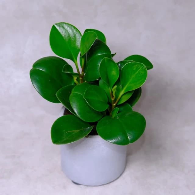 原植圓葉發財樹(招財·送禮·室內植栽)