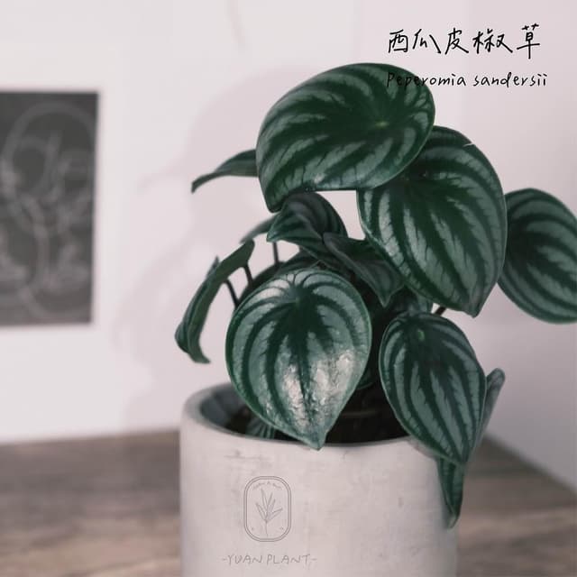 原植｜植物盆栽｜西瓜皮椒草·觀葉植物·室內植物·網紅植物·療癒植物·雨林植物