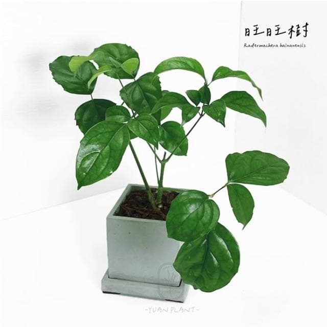 原植｜植物｜進財樹·旺旺樹·海南菜豆樹· 觀葉植物·室內植物·富貴樹·招財植物·幌傘楓·招財盆栽·居家植栽·開幕禮