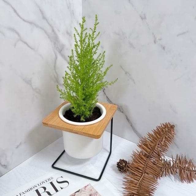 原植｜植物｜香冠柏·聖誕樹·交換禮物·聖誕禮物·聖誕節·香味植物·裝飾小樹·觀葉植物·3吋