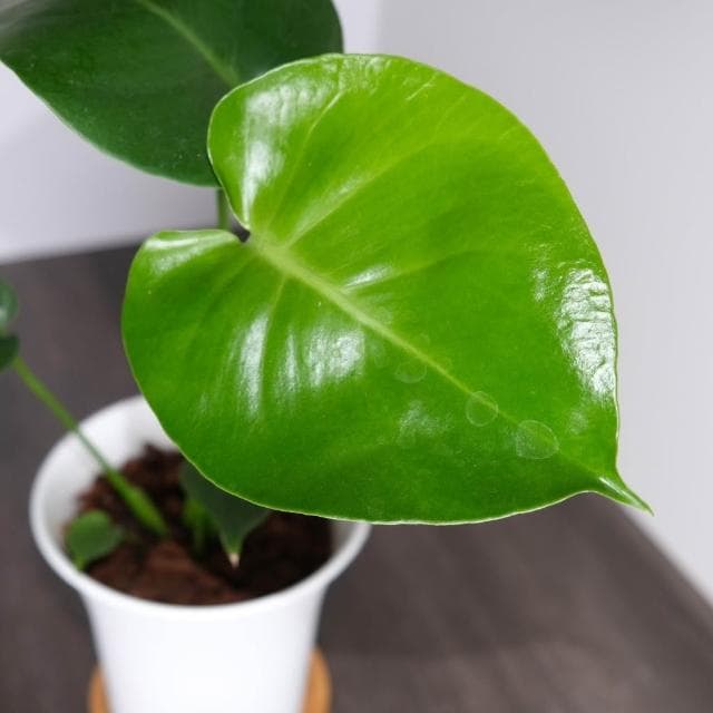 原植｜植物盆栽｜龜背芋·電信蘭·辦公室植物·居家擺設·室內植物·耐陰植物·水泥盆栽·免澆水盆栽·自動澆水花盆·3吋
