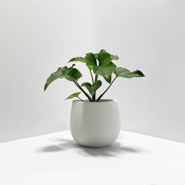 原植｜植物｜小天使蔓綠絨·水泥盆栽·植物·盆栽·淨化空氣·辦公室桌面盆栽·室內植物·網紅植物·3吋·5吋