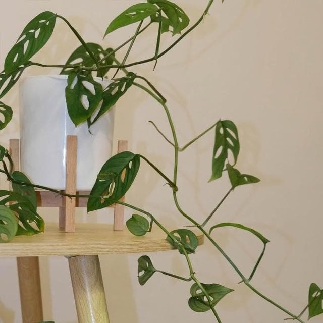 原植｜植物｜窗孔龜背芋·洞洞蔓綠絨·窗孔藤·室內植物·耐陰植物·水泥盆栽·辦公室植物·垂吊植栽·天南星科·居家擺設