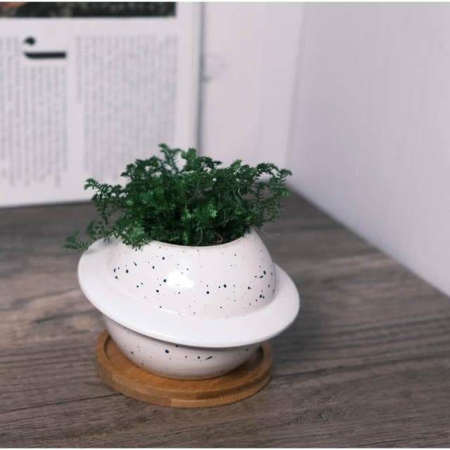 原植｜植物｜細葉卷柏·耐陰植物·室內植物·療癒盆栽·熱帶雨林·觀葉植物·浴室植物