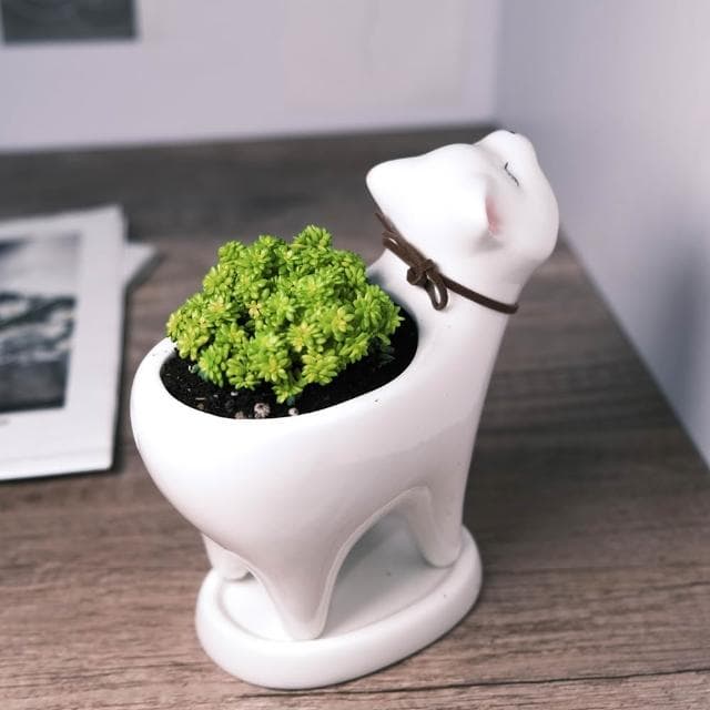 原植｜植物｜黃金萬年草·多肉植物·好養護植物·療癒植物·陽台植物·3吋