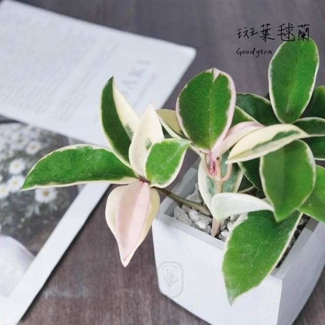 原植｜植物｜斑葉毬蘭·白斑毬蘭 厚葉開花植物 藤蔓植物·蔓性植物·肉質葉片·耐陰植物·客廳盆栽·辦公室盆栽·觀花觀葉·3