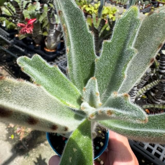 《花田多肉》🌵【柔毛兔】 3吋盆 多肉植物/兔耳/多肉/戶外植物/景天科