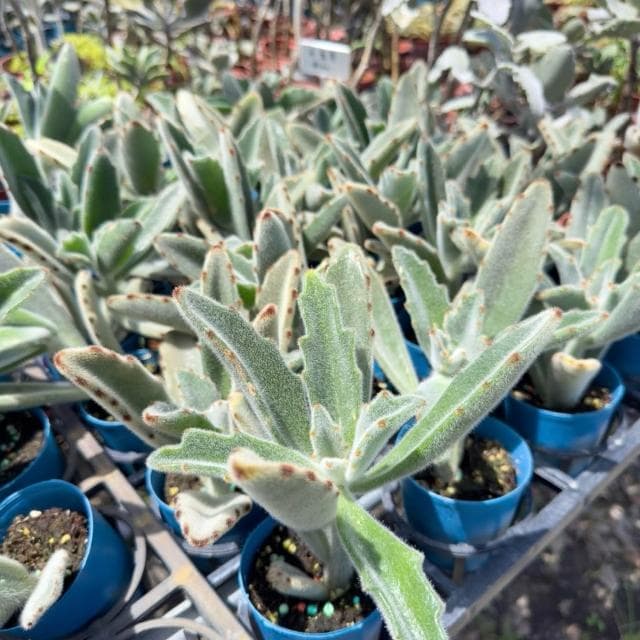 《花田多肉》🌵【柔毛兔】 3吋盆 多肉植物/兔耳/多肉/戶外植物/景天科