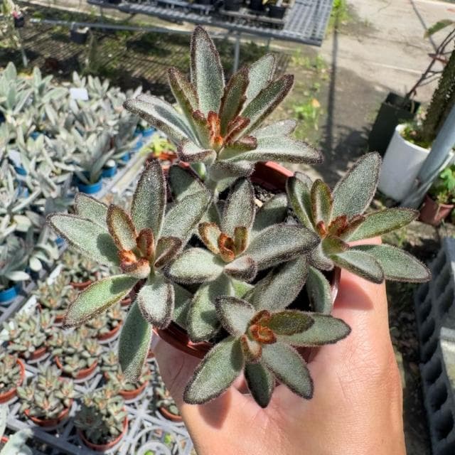 《花田多肉》🌵【野兔耳】3吋盆 多肉植物/多肉/景天科/戶外植物