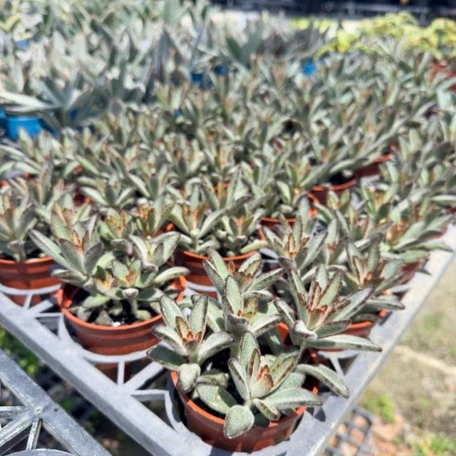 《花田多肉》🌵【野兔耳】3吋盆 多肉植物/多肉/景天科/戶外植物