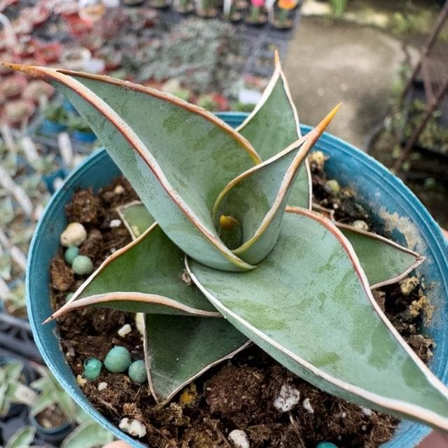 《花田多肉》🌵【姬鮑魚】 3吋盆 虎尾蘭/室內植物/虎皮蘭