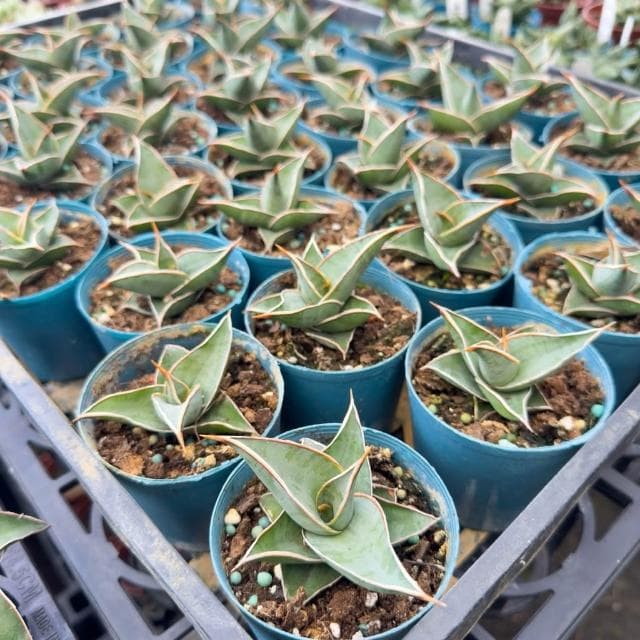 《花田多肉》🌵【姬鮑魚】 3吋盆 虎尾蘭/室內植物/虎皮蘭
